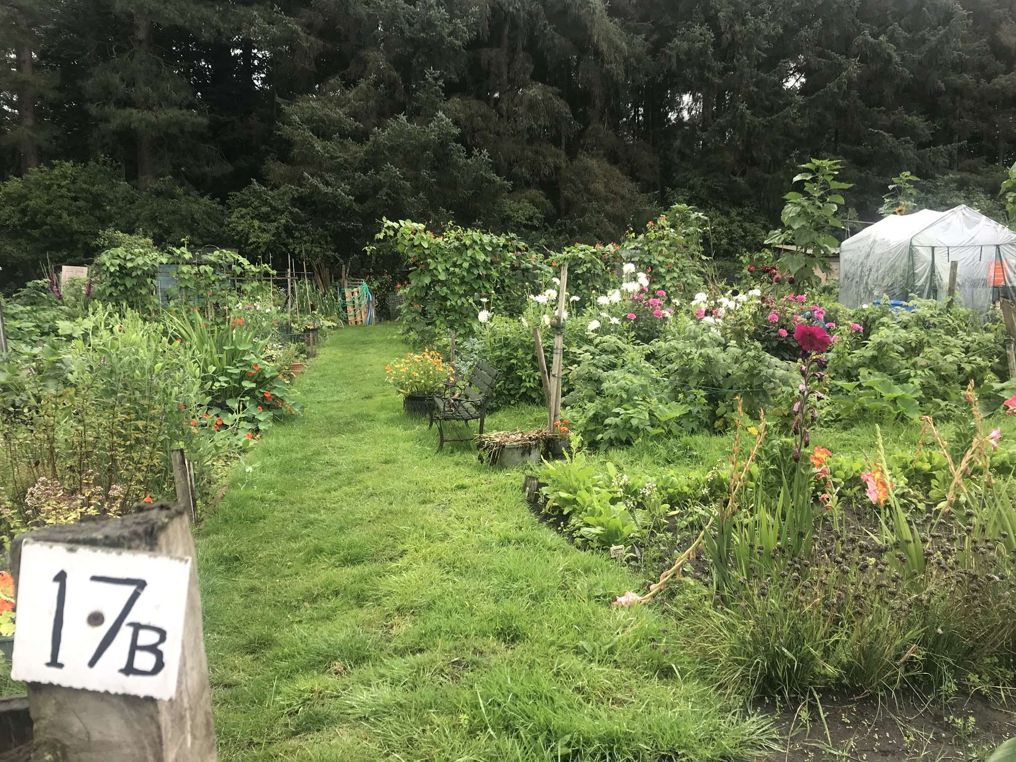 A well cared for allotment