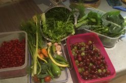 Vegetables on a counter